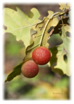 Che galle sono? Cynips quercusfolii